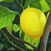 LemonTree11.jpg