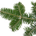 balsamfir11.jpg