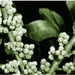 bayberry11.jpg