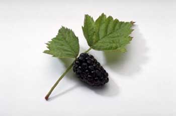 blackberrysage.jpg