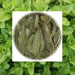 eualyptusspearmint11.jpg