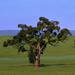 eucalyptus11.jpg