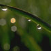 freshcutgrass11.jpg