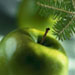 freshevergreenapple11.jpg