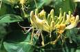 honeysuckle.jpg