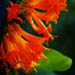 honeysuckle11.jpg