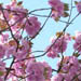 japanesecherryblossom11.jpg