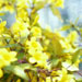 jasmine11.jpg