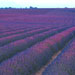 lavender11.jpg