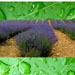 lavenderRain11.jpg