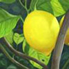 lemon-tree-reed-diffuser-oil.jpg