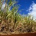 lemongrass11.jpg