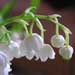 lilyofthevalley11.jpg