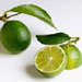 limetree11.jpg
