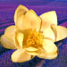 lotusflowerandlavender11.jpg