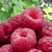 patchouliraspberry11.jpg