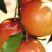 pinkgrapefruits11.jpg