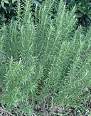 rosemary.jpg