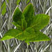 rosemaryMINT11.jpg