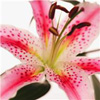 stargazerlily100.jpg