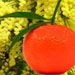 tangerinemimosa11.jpg