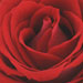 tearose11.jpg