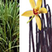 vanillalemongrass11.jpg