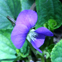 violet72.jpg