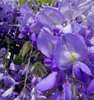 wisteria100.jpg