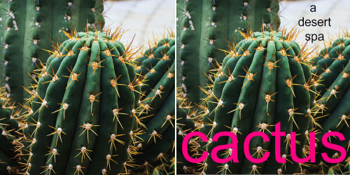 Custom Label - Cactus