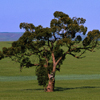 eucalyptus-reed-diffuser-oil.jpg