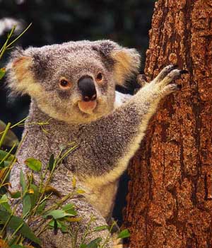Eucalyptus - LOUIE Sets