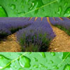 lavender-rain-reed-diffuser-oil.jpg