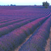 lavender-reed-diffuser-oil.jpg