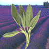 lavender-sage-reed-diffuser-oil.jpg