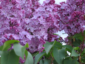 Lilac Blossom - LOUIE Sets