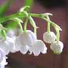 lily-of-the-valley-reed-diffuser-oil.jpg