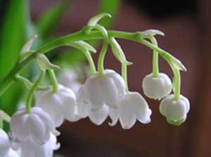 Lily  of the Valley