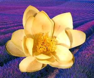Lotus Flower and Lavender