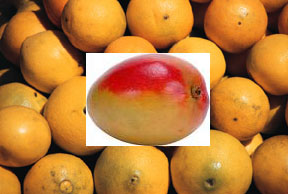 Mango Mandarin
