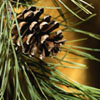 northwoods-pine-reed-diffuser-oil.jpg
