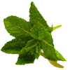 peppermint-reed-diffuser-oil.jpg