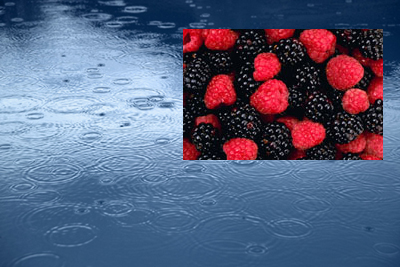 Raspberry Rain - LOUIE Sets