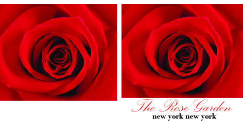 Custom Label - Red Rose