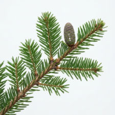 BalsamFir102626.png