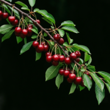 BlackCherry102626.png