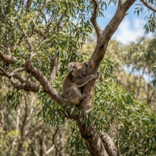 Eucalyptus102626.png