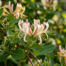 Honeysuckle102626.png