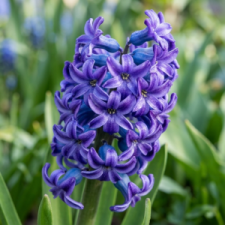 Hyacinth102626.png