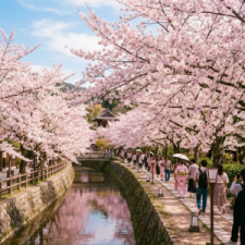 JapaneseCherryBlossom102626.png